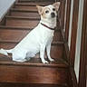 dog, small_dog, white_dog, tan_markings, chihuahua, pet, animal, staircase, wooden_stairs, indoors, home, sitting, collar, portrait, looking_at_camera, ears, tail, flooring, wood, companion_animal