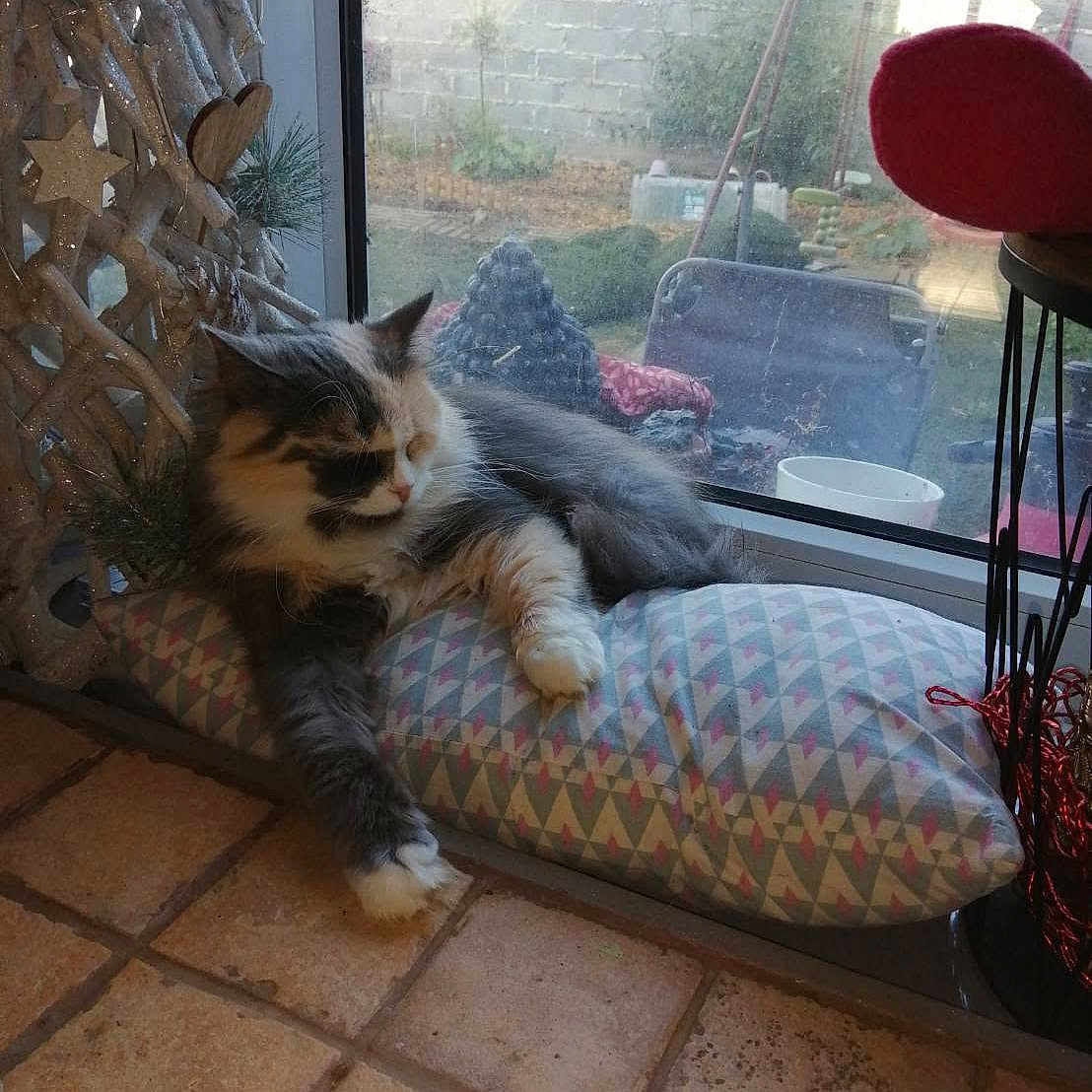 Victoria a rejoint le concours — aidez-le/la à gagner de superbes lots ! cat, calico_cat, fluffy, longhaired, pet, animal, feline, indoors, window, cushion, lounging, sitting, relaxed, sleepy, garden, brick_wall, houseplant, floor_tiles, home_decor, portrait