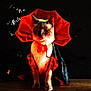 cat, costume, vampire, cape, red, black, halloween, pet, animal, feline, portrait, indoor, dark_background, bat, dress_up, cute, whiskers, ears, sitting, mysterious