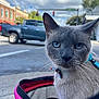 cat, blue_eyes, bow_tie, harness, pet_carrier, sidewalk, urban, street, truck, cloudy_sky, building, outdoor, animal, close_up, pet, feline, daytime, transport, curious, portrait