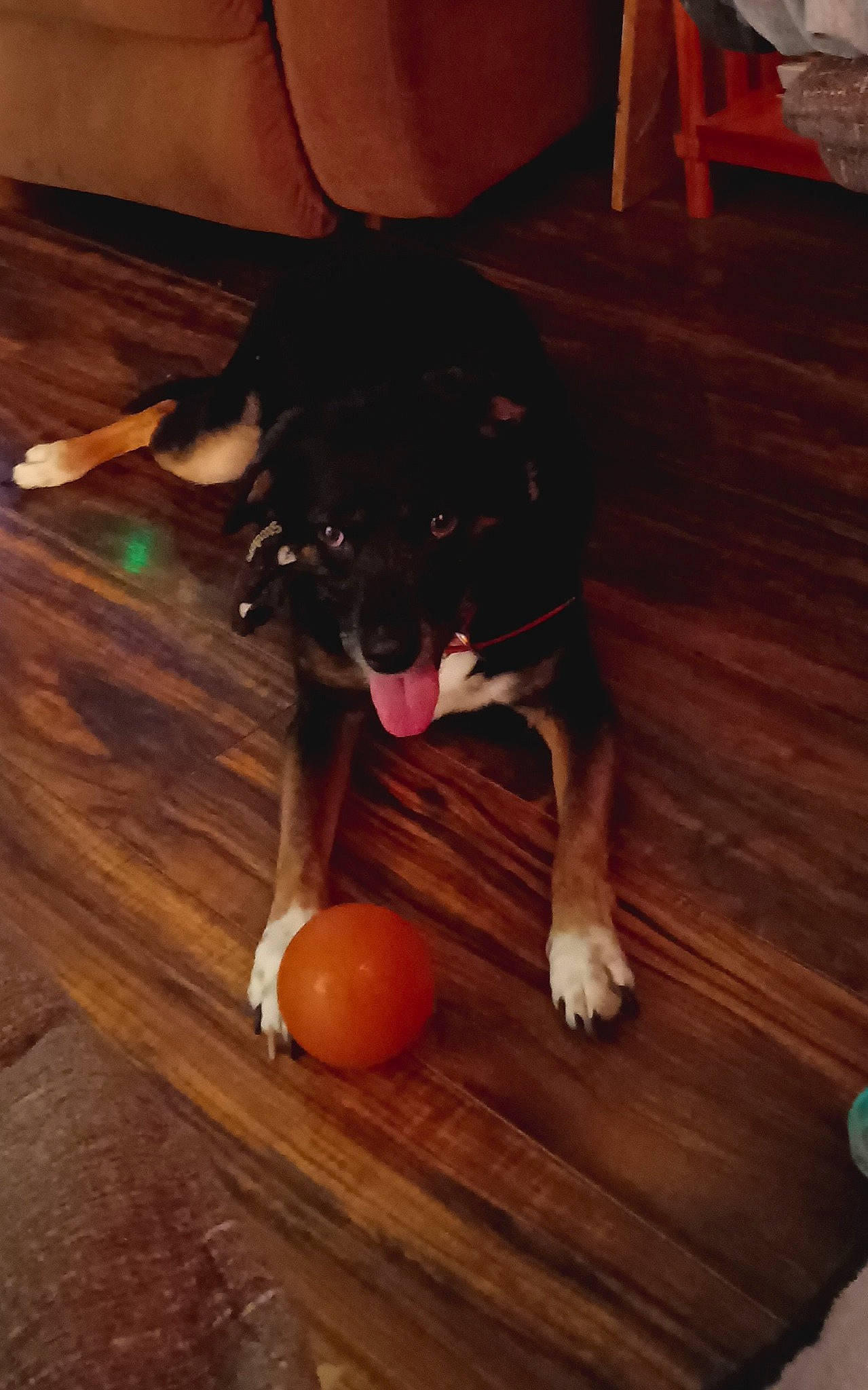 Sid is registered to the contest to win money with this photo: ball, carnivore, companion_dog, dog, dog_breed, fawn, floor, flooring, hardwood, laminate_flooring, paw, snout, sports_equipment, sports_toy, tail, varnish, wood, wood_flooring, wood_stain, working_animal