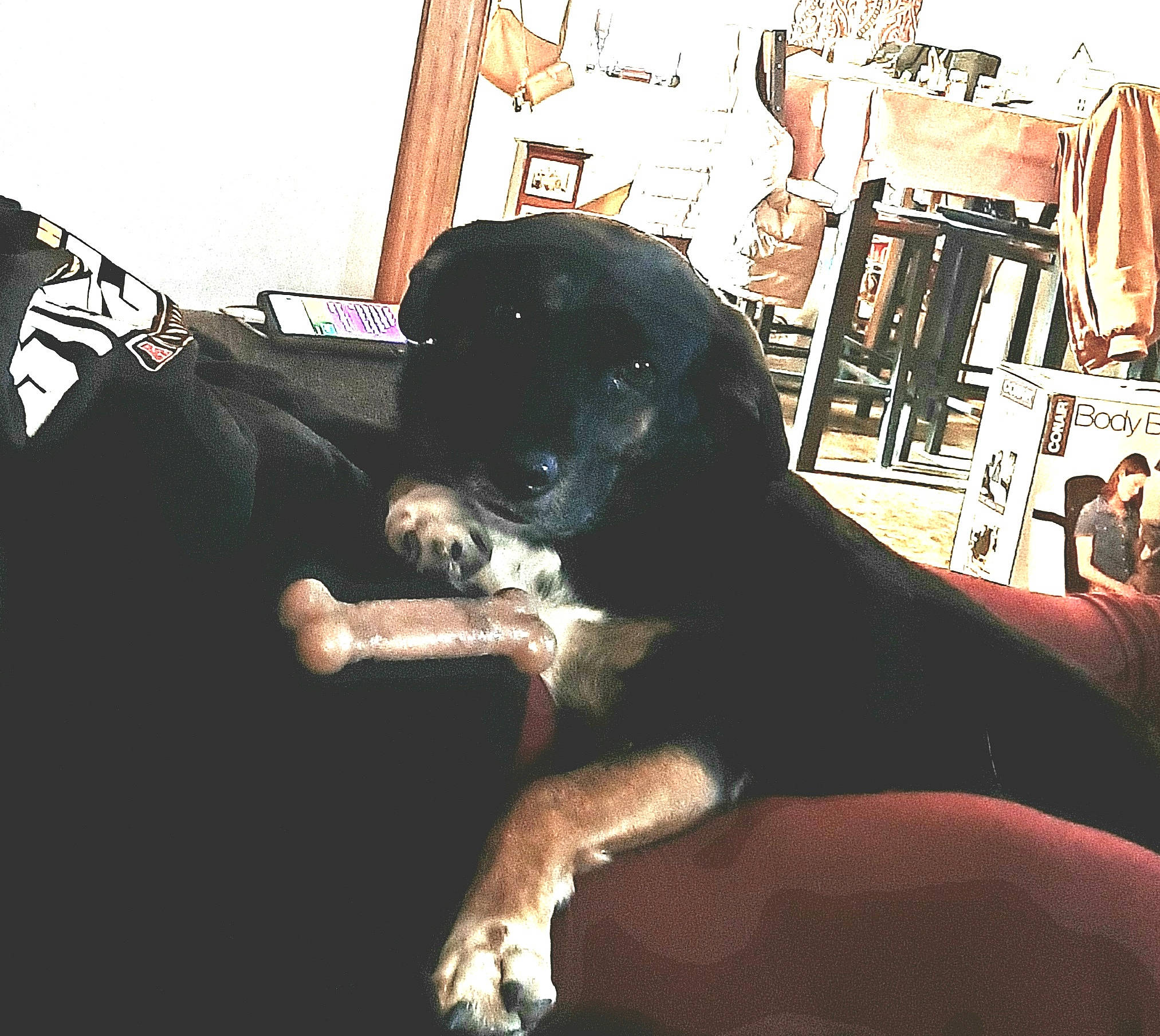 Sid is registered to the contest to win money with this photo: canidae, carnivore, comfort, companion_dog, couch, dog, dog_breed, fur, guard_dog, human_leg, metal, room, sitting, sporting_group, thigh, tints_and_shades, working_animal