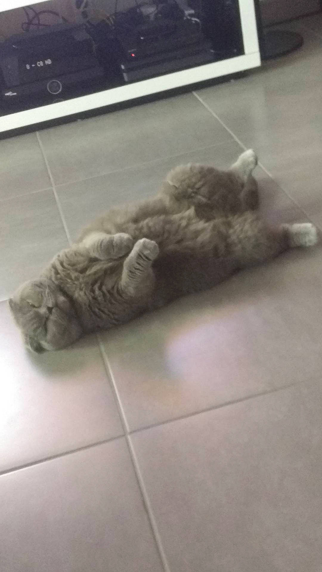 Enjy a rejoint le concours — aidez-le/la à gagner de superbes lots ! british_shorthair, carnivore, cat, domestic_short_haired_cat, european_shorthair, felidae, floor, flooring, fur, nap, sleep, small_to_medium_sized_cats, snout, tabby_cat, tail, tile, whiskers, wood