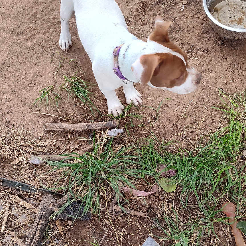 Luna is registered to the contest to win money with this photo: accessories, animal, beagle, boy, bulldog, canine, child, dog, herbal, herbs, hound, male, outdoors, person, pet, plant, pointer, puppy, soil, strap