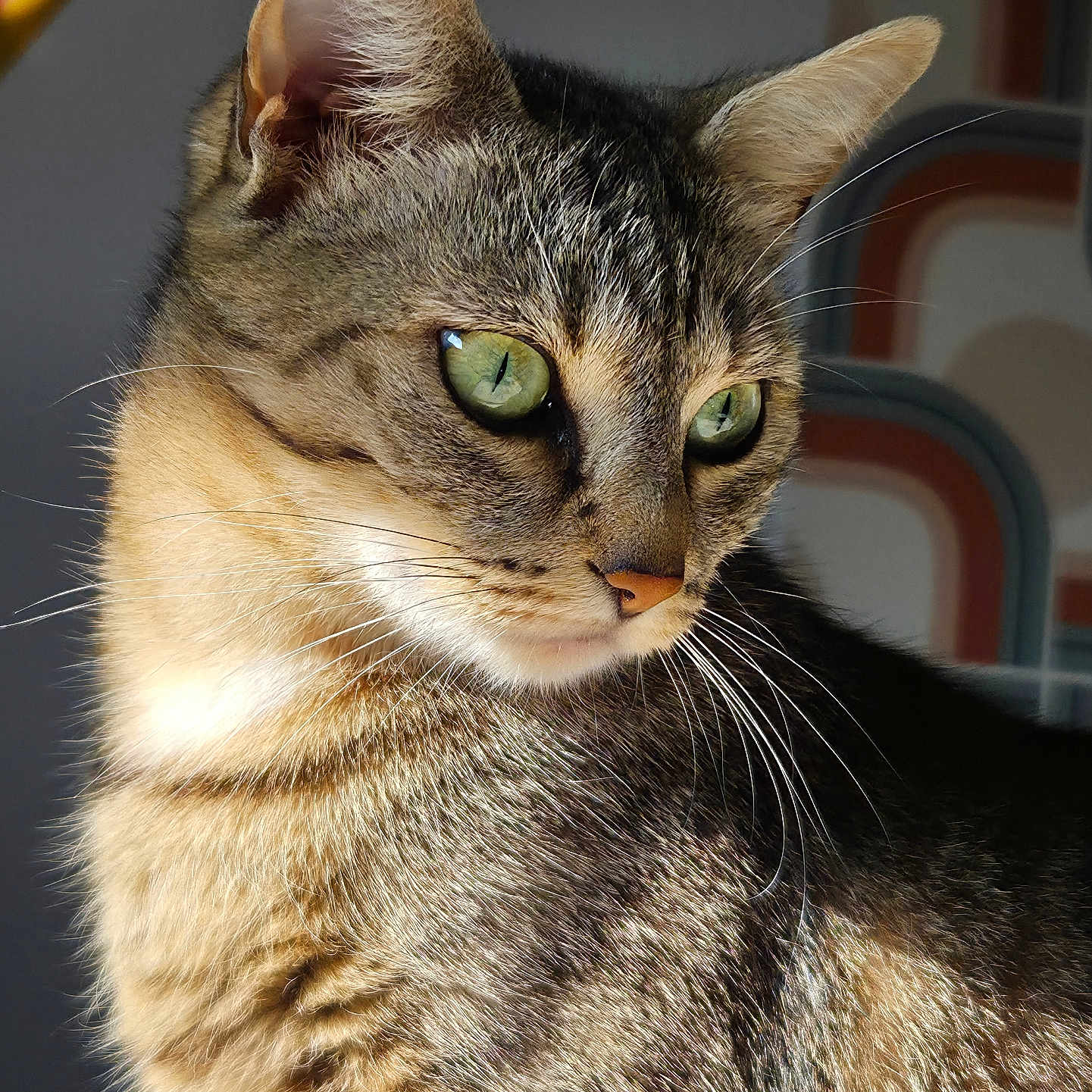 Cookie participe au concours pour gagner de l'argent avec cette photo : animal, background_pattern, cat, close_up, cute, domestic, ears, face, feline, fur, green_eyes, indoor, looking_away, nose, pet, portrait, striped, sunlight, tabby, whiskers