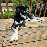 Poco is registered to the contest to win money with this photo: animal, black_and_white, canine, daytime, dog, fence, grass, house, leisure, nature, outdoor, paws_crossed, pet, portrait, relaxing, suburban, summer, sunlight, trees, wooden_deck