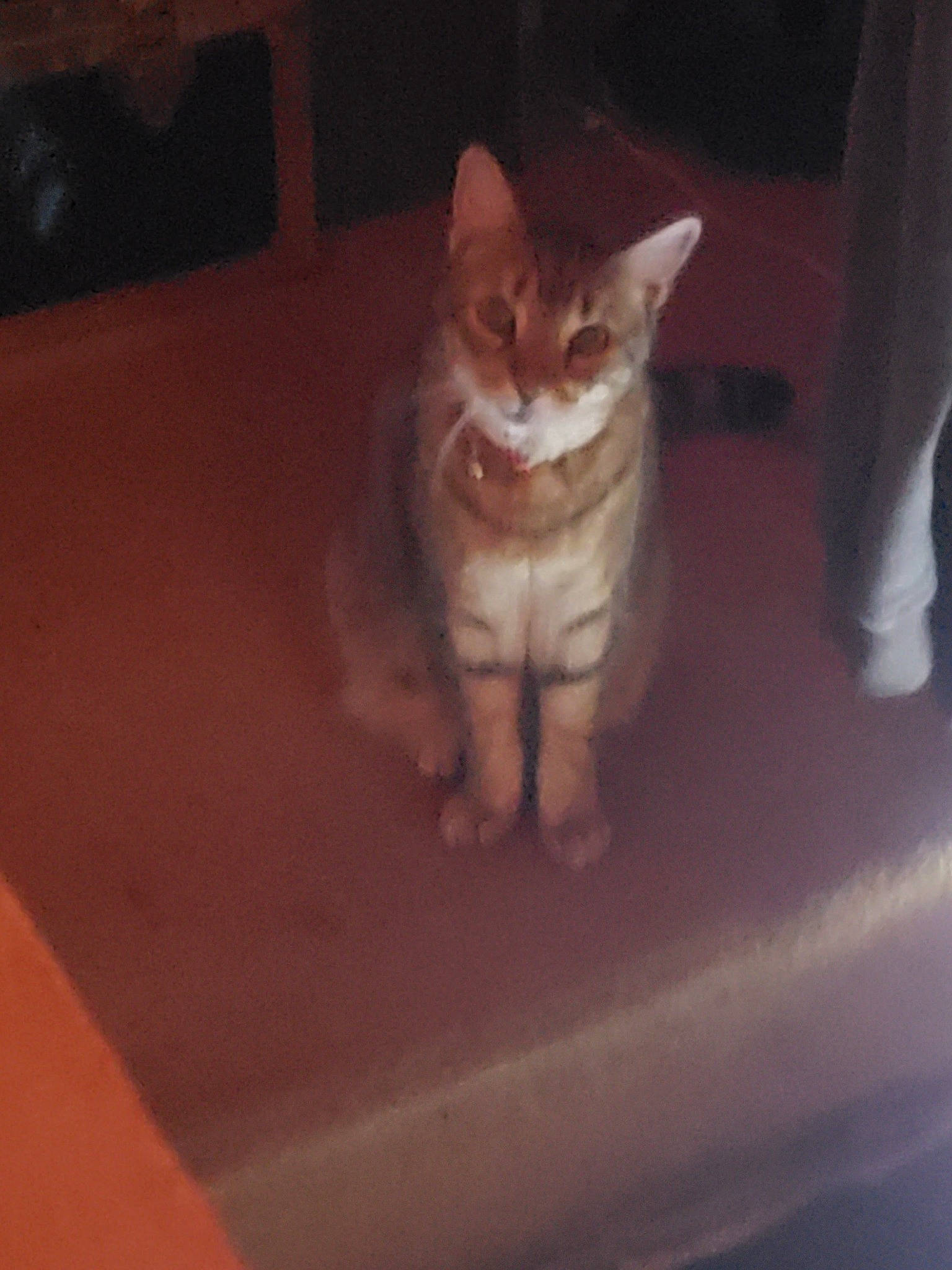 Baby joined the competition — help win amazing prizes! carnivore, cat, comfort, darkness, domestic_short_haired_cat, fawn, felidae, flooring, foot, fur, hardwood, paw, room, sitting, small_to_medium_sized_cats, snout, tail, whiskers, window, wood