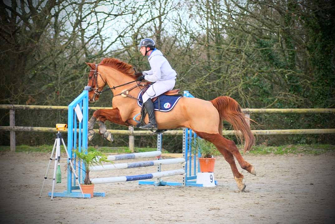 Alf a rejoint le concours — aidez-le/la à gagner de superbes lots ! animal_sports, bridle, english_riding, equestrian, equestrian_sport, equestrianism, equitation, eventing, halter, horse, horse_supplies, horse_tack, hunt_seat, mammal, outdoor_recreation, rein, saddle, show_jumping, sports, vertebrate