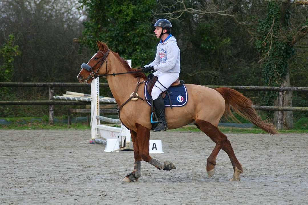 Alf a rejoint le concours — aidez-le/la à gagner de superbes lots ! animal_sports, bridle, english_riding, equestrian, equestrian_sport, equestrianism, equitation, eventing, halter, horse, horse_supplies, horse_tack, jockey, mammal, outdoor_recreation, recreation, rein, saddle, sports, vertebrate