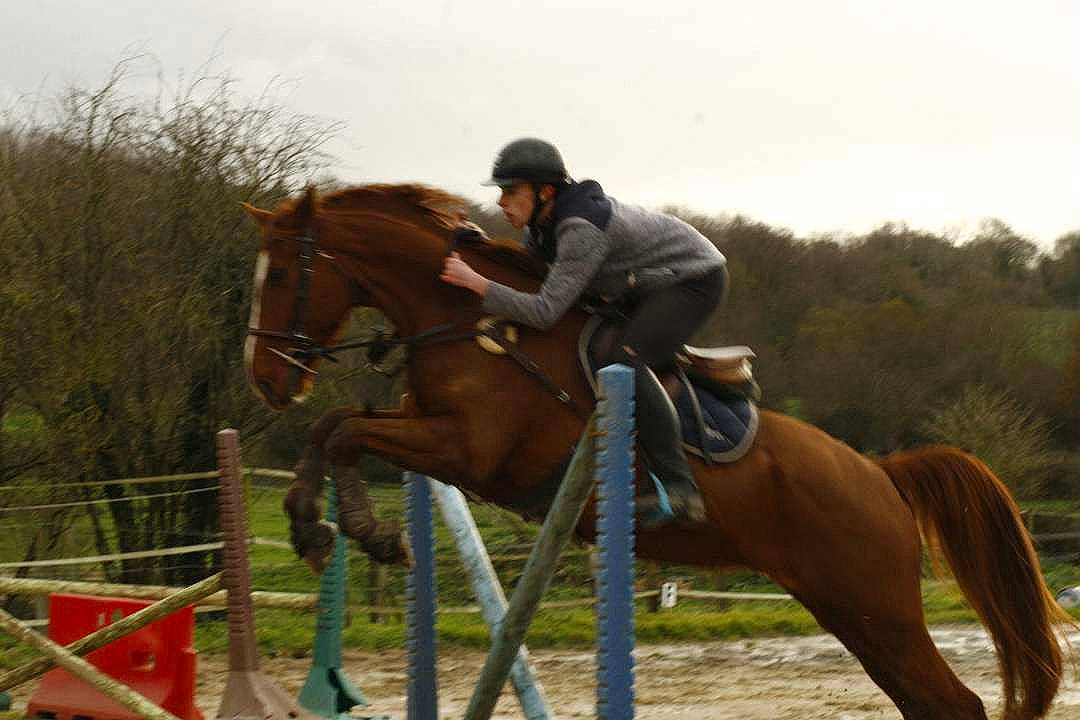 Alf a rejoint le concours — aidez-le/la à gagner de superbes lots ! animal_sports, bridle, english_riding, equestrian, equestrian_sport, equestrianism, equitation, halter, horse, horse_supplies, horse_tack, hunt_seat, jockey, mammal, outdoor_recreation, recreation, rein, saddle, show_jumping, vertebrate