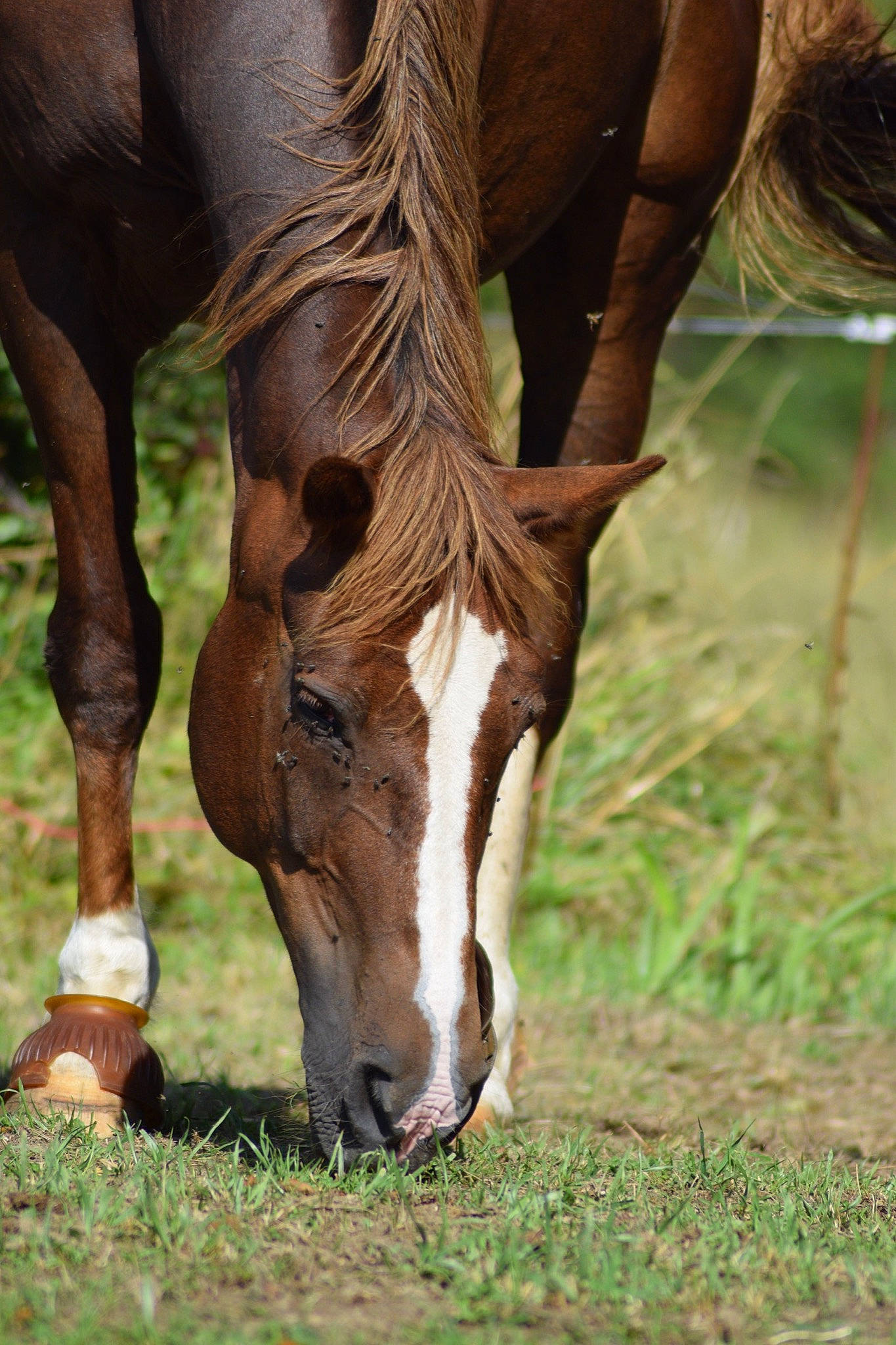 Japlou participe au concours pour gagner de l'argent avec cette photo : colt, grass, grassland, grazing, horse, landscape, liver, livestock, mammal, mane, mare, meadow, mustang_horse, pasture, plant, sorrel, stallion, terrestrial_animal, vertebrate, wildlife