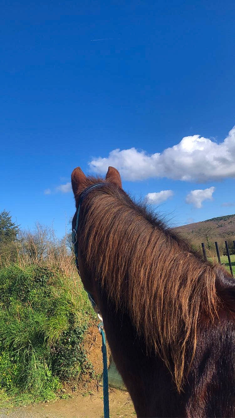 Japlou a rejoint le concours — aidez-le/la à gagner de superbes lots ! cloud, grass, grassland, highland, hill, horse, landscape, livestock, mammal, mane, mountain, pasture, pony, rural_area, shetland_pony, sky, stallion, vertebrate, wildlife
