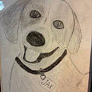 Jax is registered to the contest to win money with this photo: animal, artwork, black_and_white, canine, collar, dog, drawing, ears, face, hand_drawn, happy, name_tag, nose, paper, pencil_sketch, pet, portrait, smile, tag, tongue