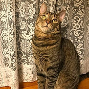 Boo Boo is registered to the contest to win money with this photo: cat, tabby_cat, indoor, curious, sitting, wooden_surface, lace_curtain, pet, feline, striped, whiskers, ears, eyes, portrait, animal, cozy, domestic, furniture, looking_up, cute