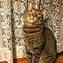 cat, tabby_cat, indoor, curious, sitting, wooden_surface, lace_curtain, pet, feline, striped, whiskers, ears, eyes, portrait, animal, cozy, domestic, furniture, looking_up, cute