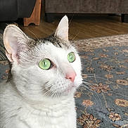 Miss Daisy is registered to the contest to win money with this photo: cat, pet, indoor, close_up, green_eyes, white_fur, gray_fur, whiskers, floor_rug, furniture, carpet, ears, nose, animal, domestic_cat, portrait, looking, curious, soft_light, household