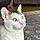 Miss Daisy