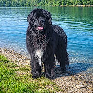Ronaldo a rejoint le concours — aidez-le/la à gagner de superbes lots ! animal, black_dog, canine, dog, grass, happy, lake, landscape, nature, outdoor, pet, rocks, shore, sky, summer, sunny, tongue_out, trees, water, white_patch