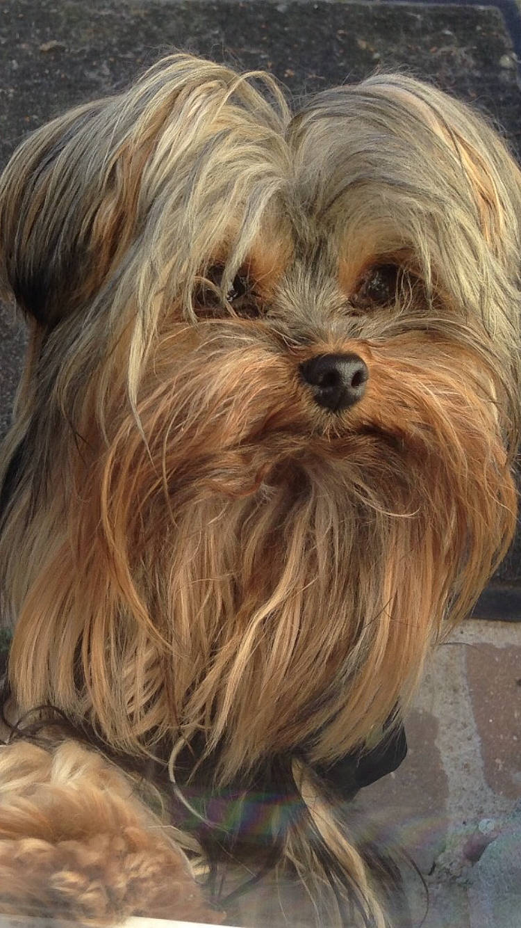 Justine participe au concours pour gagner de l'argent avec cette photo : biewer_terrier, blond, canidae, carnivore, companion_dog, dog, dog_breed, feathered_hair, fur, liver, maltepoo, non_sporting_group, puppy, small_terrier, snout, sporting_group, surfer_hair, terrier, toy_dog, working_animal