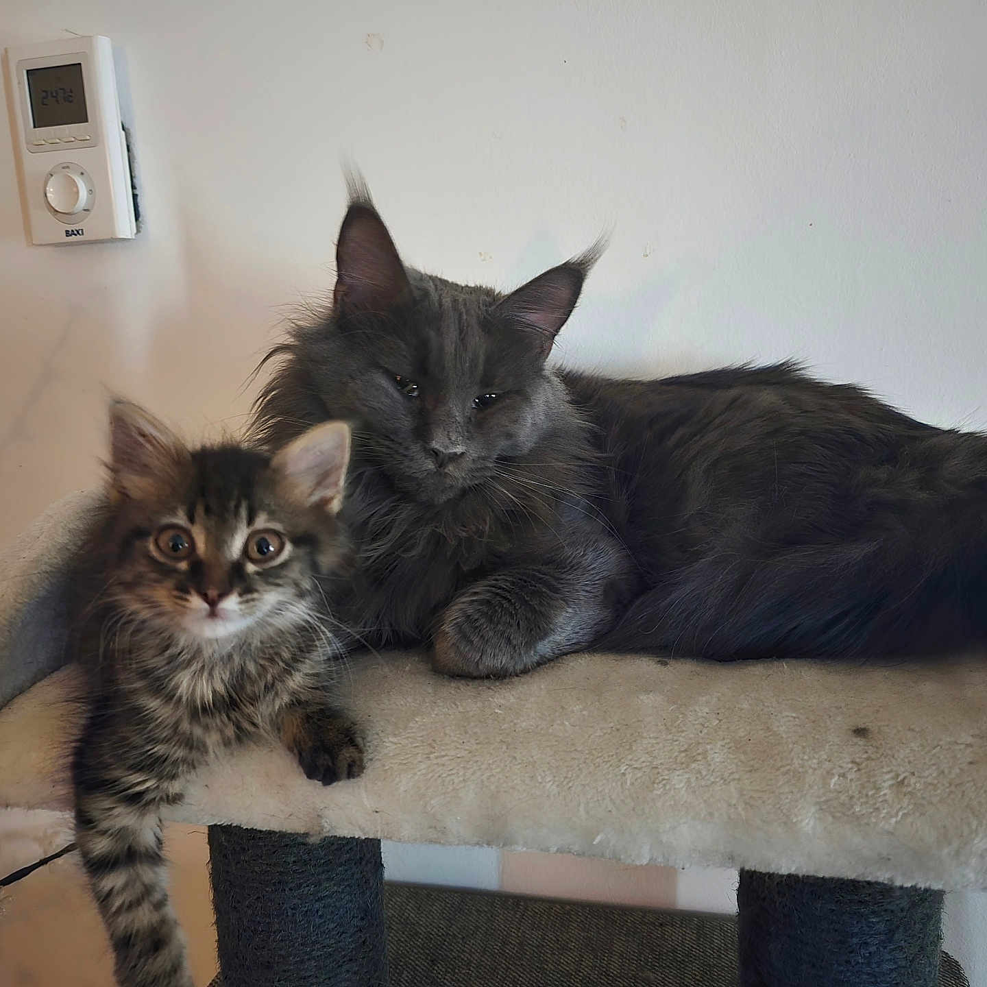 Peluche participe au concours pour gagner de l'argent avec cette photo : animal, cat, cat_perch, claws, cute, domestic, ears, eyes, feline, fluffy, fur, gray_cat, indoor, kitten, pet, relaxed, resting, tabby, whiskers, young_cat