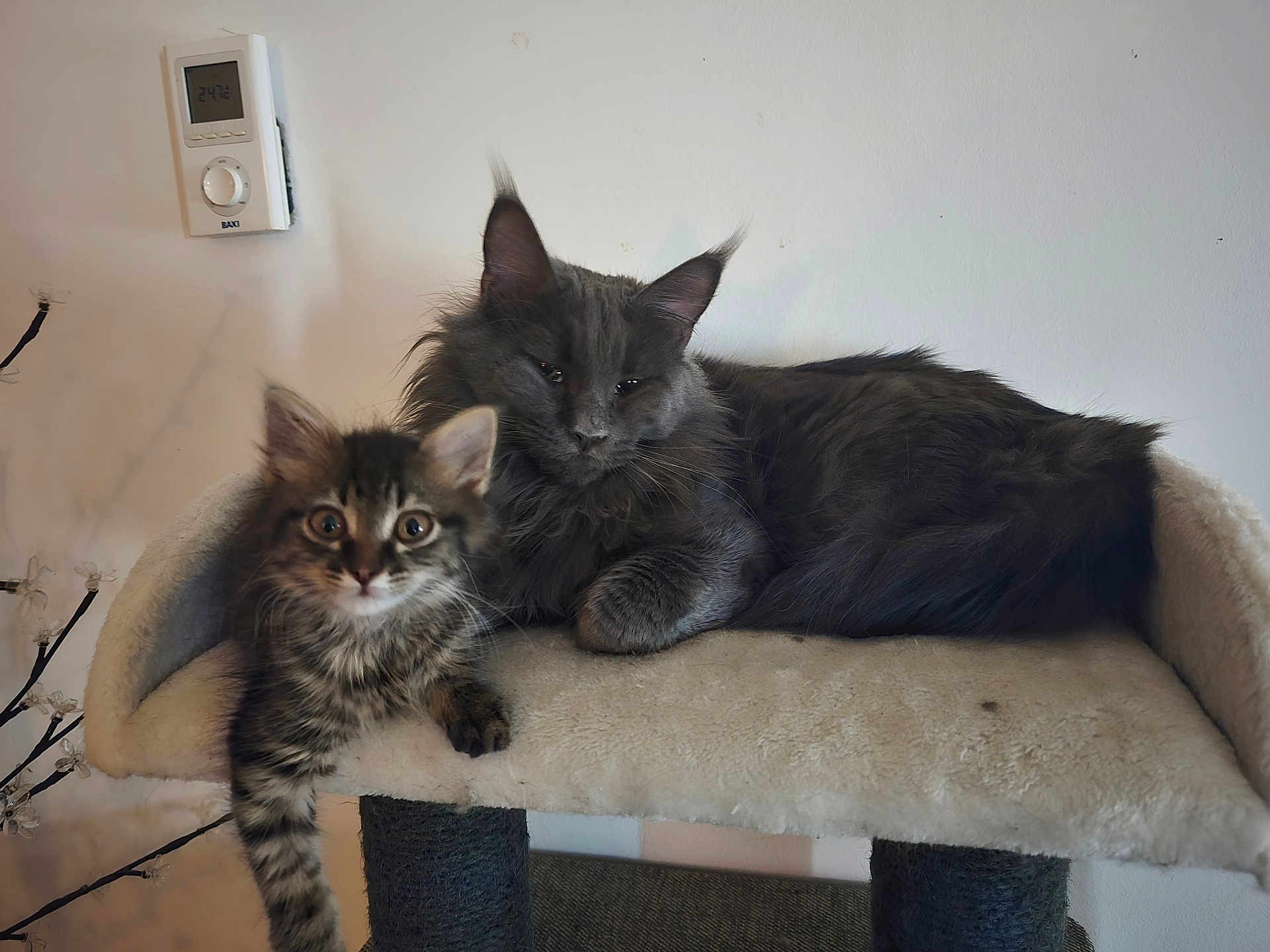 Peluche participe au concours pour gagner de l'argent avec cette photo : cat, kitten, fluffy, pet, feline, indoor, resting, cat_perch, fur, animal, cute, domestic, tabby, gray_cat, relaxed, young_cat, whiskers, claws, ears, eyes