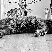 Peluche participe au concours pour gagner de l'argent avec cette photo : cat, sleeping, table, wooden_surface, indoor, plant, decor, fluffy, pet, resting, feline, fur, cozy, relaxed, black_and_white, animal, domestic, quiet, peaceful, home