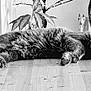 cat, sleeping, table, wooden_surface, indoor, plant, decor, fluffy, pet, resting, feline, fur, cozy, relaxed, black_and_white, animal, domestic, quiet, peaceful, home