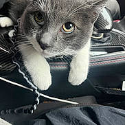 Duke joined the competition — help win amazing prizes! cat, gray_cat, white_paws, close_up, pet, animal, car_interior, car_console, stitching, curious, whiskers, fur, resting, indoor, seat, black, gray, white, texture, detail