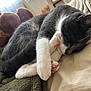 animal, blanket, cat, close_up, comfort, cozy, cute, domestic, fur, gray, indoor, nap, paws, pet, plush_toy, relaxation, resting, sleeping, soft, white