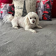 Sir Theadore joined the competition — help win amazing prizes! dog, white_dog, bed, pillow, decorative_pillow, paris_theme, eiffel_tower, red_color, floral_wallpaper, pet, cute, lying_down, indoor, cozy, furniture, animal, soft_texture, curly_fur, resting, home_decor