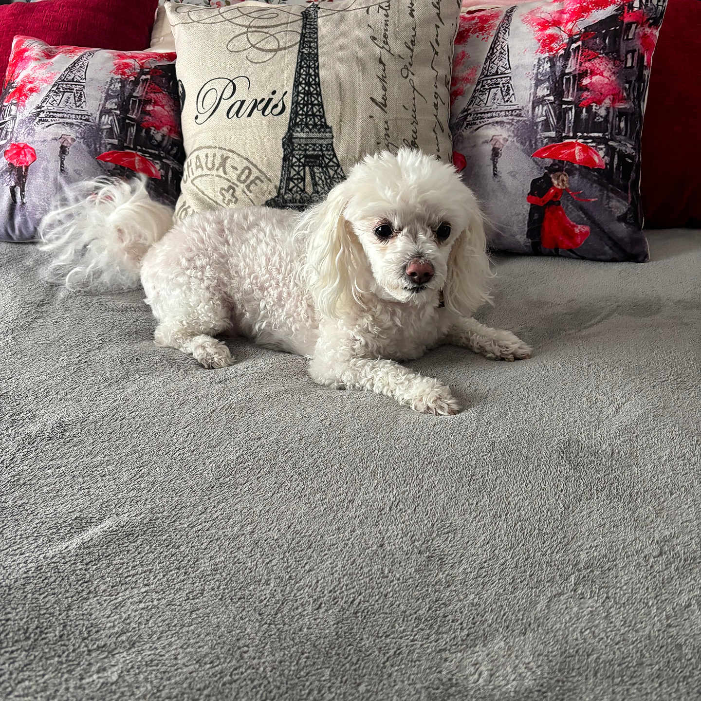 Sir Theadore joined the competition — help win amazing prizes! animal, bed, cozy, curly_fur, cute, decorative_pillow, dog, eiffel_tower, floral_wallpaper, furniture, home_decor, indoor, lying_down, paris_theme, pet, pillow, red_color, resting, soft_texture, white_dog