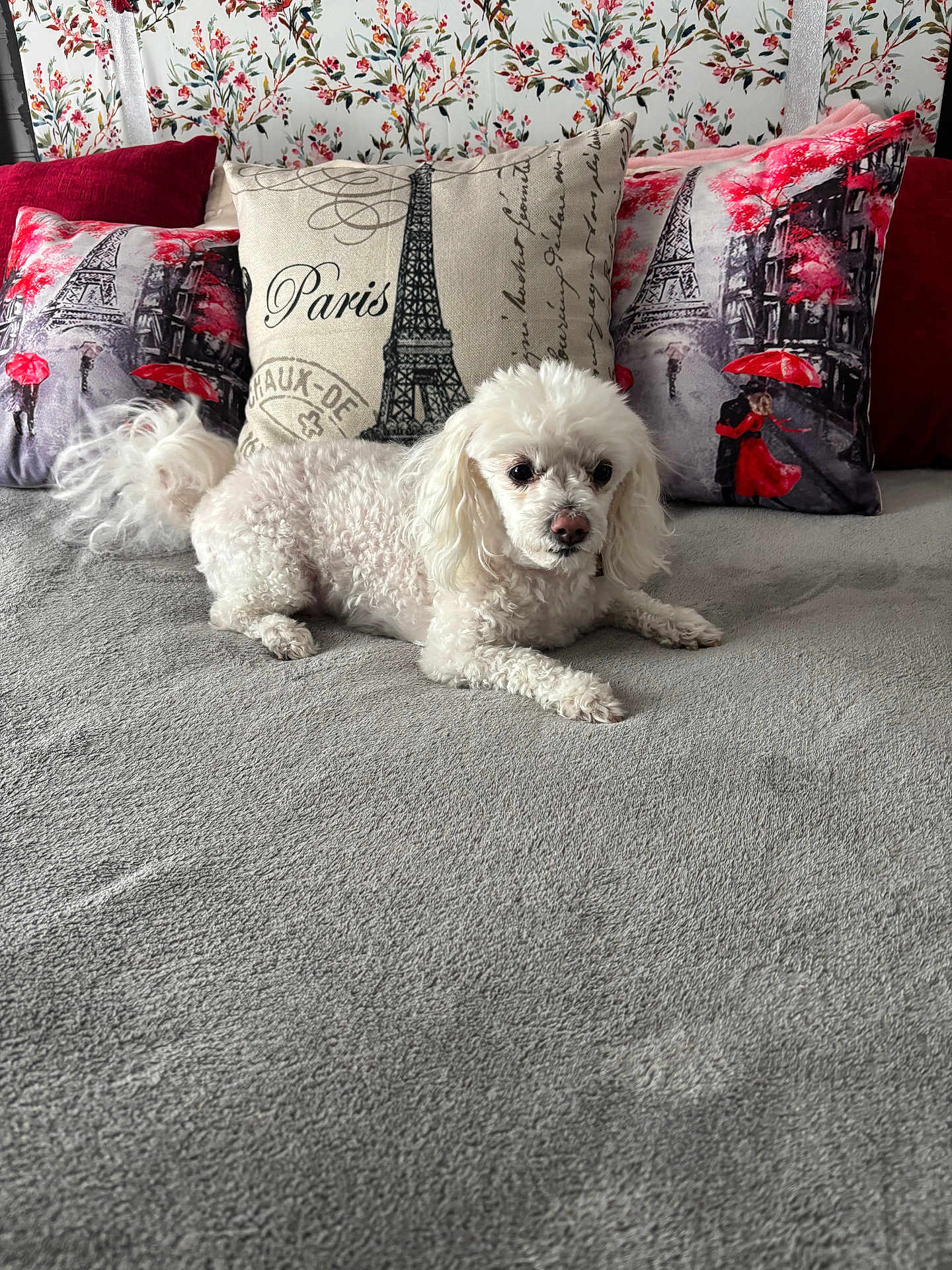 Sir Theadore joined the competition — help win amazing prizes! dog, white_dog, bed, pillow, decorative_pillow, paris_theme, eiffel_tower, red_color, floral_wallpaper, pet, cute, lying_down, indoor, cozy, furniture, animal, soft_texture, curly_fur, resting, home_decor