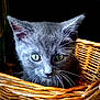 animal, basket, cat, close_up, curious, cute, domestic_cat, feline, gray_cat, green_eyes, indoor, kitten, looking, pet, portrait, soft_fur, whiskers, wicker_basket, young_animal, young_cat
