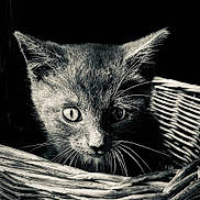 Hares a rejoint le concours — aidez-le/la à gagner de superbes lots ! animal, basket, black_and_white, cat, close_up, curious, cute, dark_background, eyes, face, feline, fur, indoor, kitten, pet, portrait, texture, whiskers, wicker_basket, young_animal