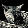 animal, basket, black_and_white, cat, close_up, curious, cute, dark_background, eyes, face, feline, fur, indoor, kitten, pet, portrait, texture, whiskers, wicker_basket, young_animal