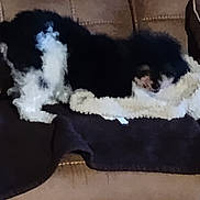 Sadie May is registered to the contest to win money with this photo: dog, black_and_white, blanket, couch, indoor, pet, fur, resting, animal, furniture, lying_down, canine, home, cozy, sleeping, soft, domestic, mammal, companion, relaxing