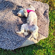 Tillie Fay is registered to the contest to win money with this photo: dog, white_dog, pink_harness, lying_down, outdoor, grass, rug, shaggy_rug, sunlight, relaxed, pet, canine, furry, playful, nature, fence, greenery, summer, sunny, backyard