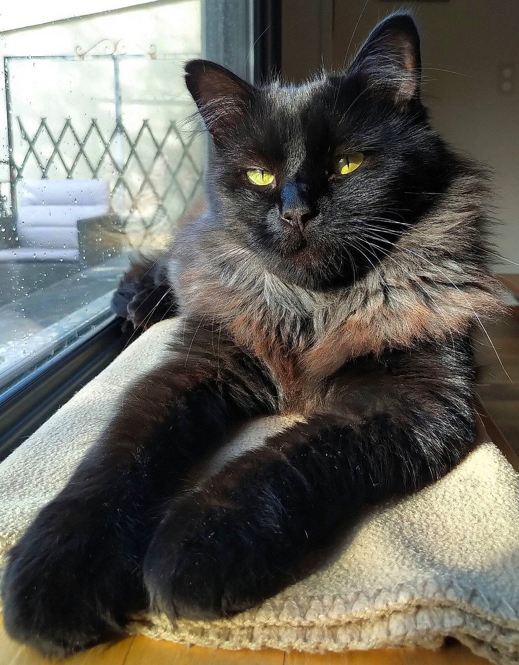 Obama a rejoint le concours — aidez-le/la à gagner de superbes lots ! black_cat, bombay, carnivore, cat, cat_furniture, cat_supply, claw, domestic_short_haired_cat, felidae, fence, fur, grey, iris, paw, sitting, small_to_medium_sized_cats, snout, tail, whiskers, window