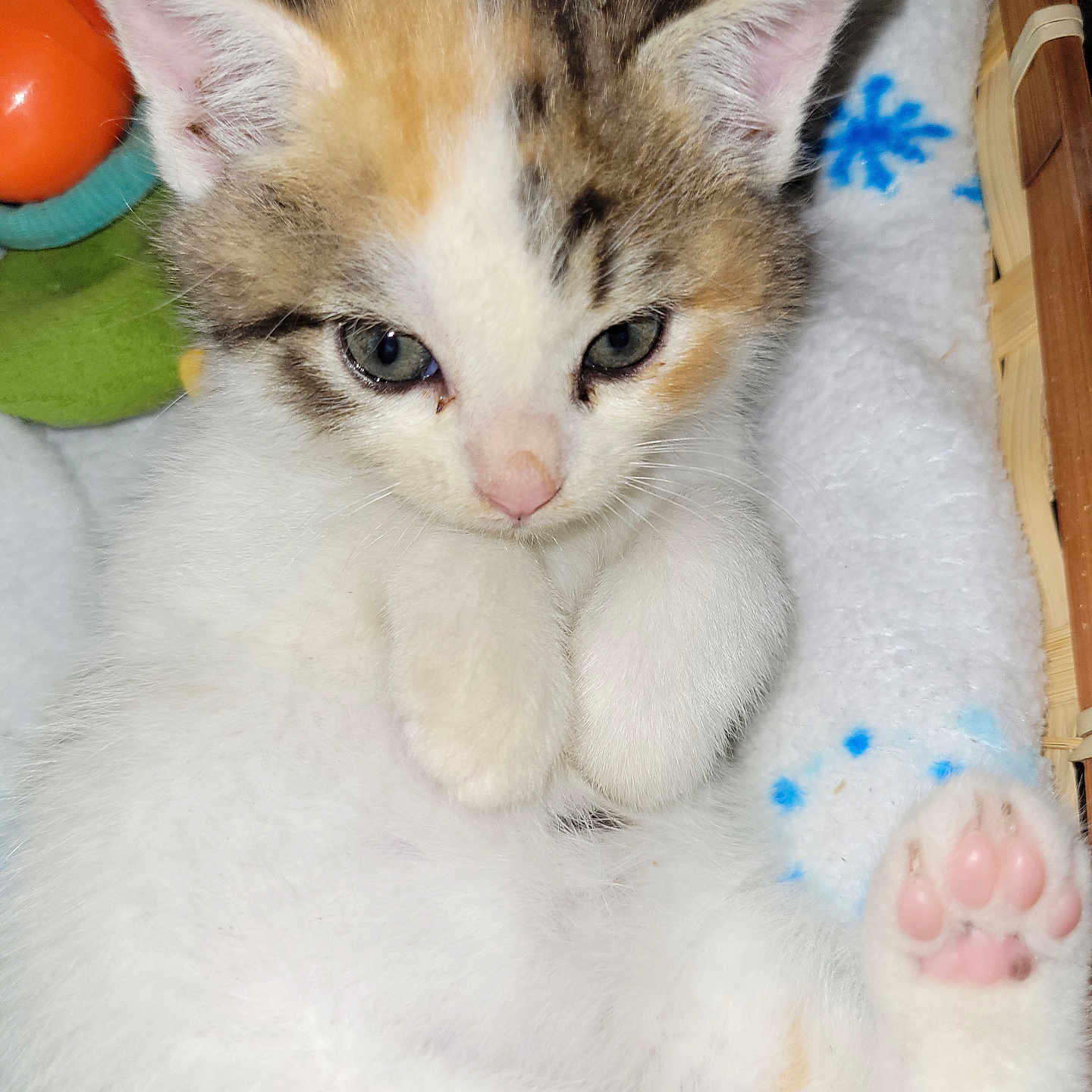 Chaïna