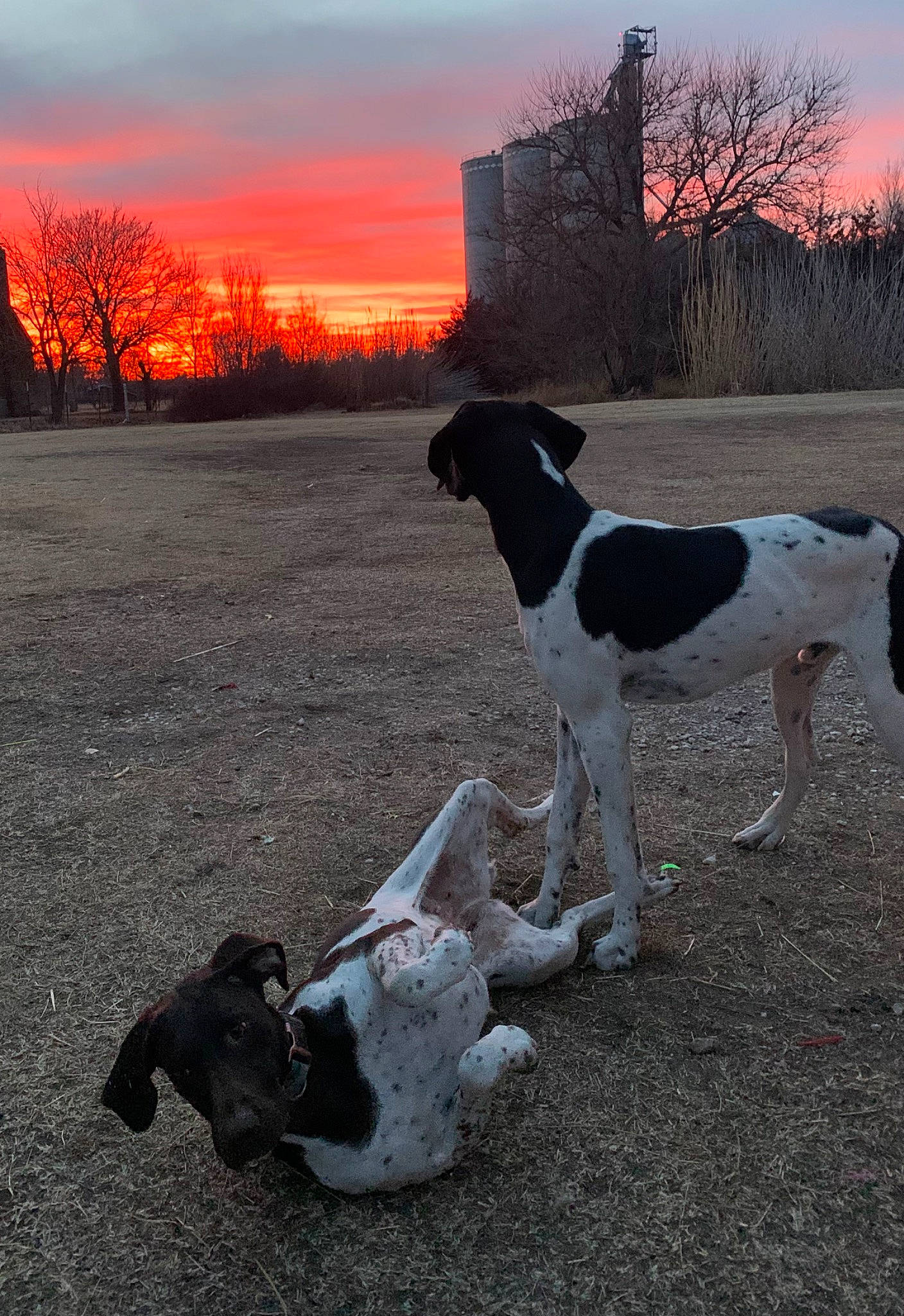 Beretta is registered to the contest to win money with this photo: canidae, carnivore, cloud, companion_dog, dog, dog_breed, fawn, grass, horizon, human_leg, landscape, sky, sporting_group, sunlight, sunrise, sunset, tail, tints_and_shades, tree, working_animal