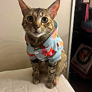 Mimi is registered to the contest to win money with this photo: cat, tabby, pet, animal, clothing, hoodie, floral_pattern, indoor, curious, sitting, soft_surface, paw, feline, cute, domestic_animal, whiskers, ears, eyes, nose, fur