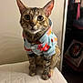 cat, tabby, pet, animal, clothing, hoodie, floral_pattern, indoor, curious, sitting, soft_surface, paw, feline, cute, domestic_animal, whiskers, ears, eyes, nose, fur