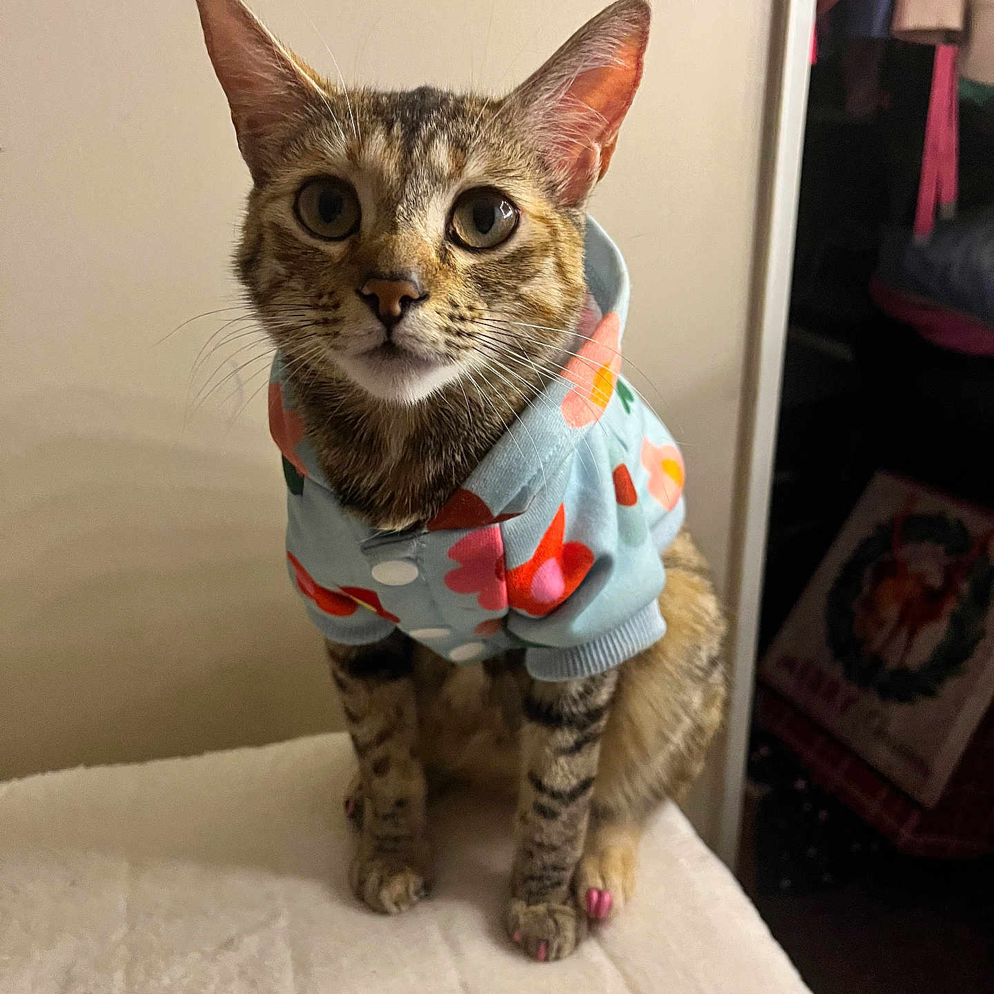 Mimi is registered to the contest to win money with this photo: animal, cat, clothing, curious, cute, domestic_animal, ears, eyes, feline, floral_pattern, fur, hoodie, indoor, nose, paw, pet, sitting, soft_surface, tabby, whiskers