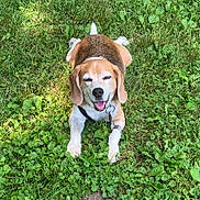 Jackson is registered to the contest to win money with this photo: animal, beagle, canine, collar, daytime, dog, ears, fur, grass, greenery, ground, happy, lying_down, muzzle, nature, outdoor, pet, smiling, sunlight, tongue_out