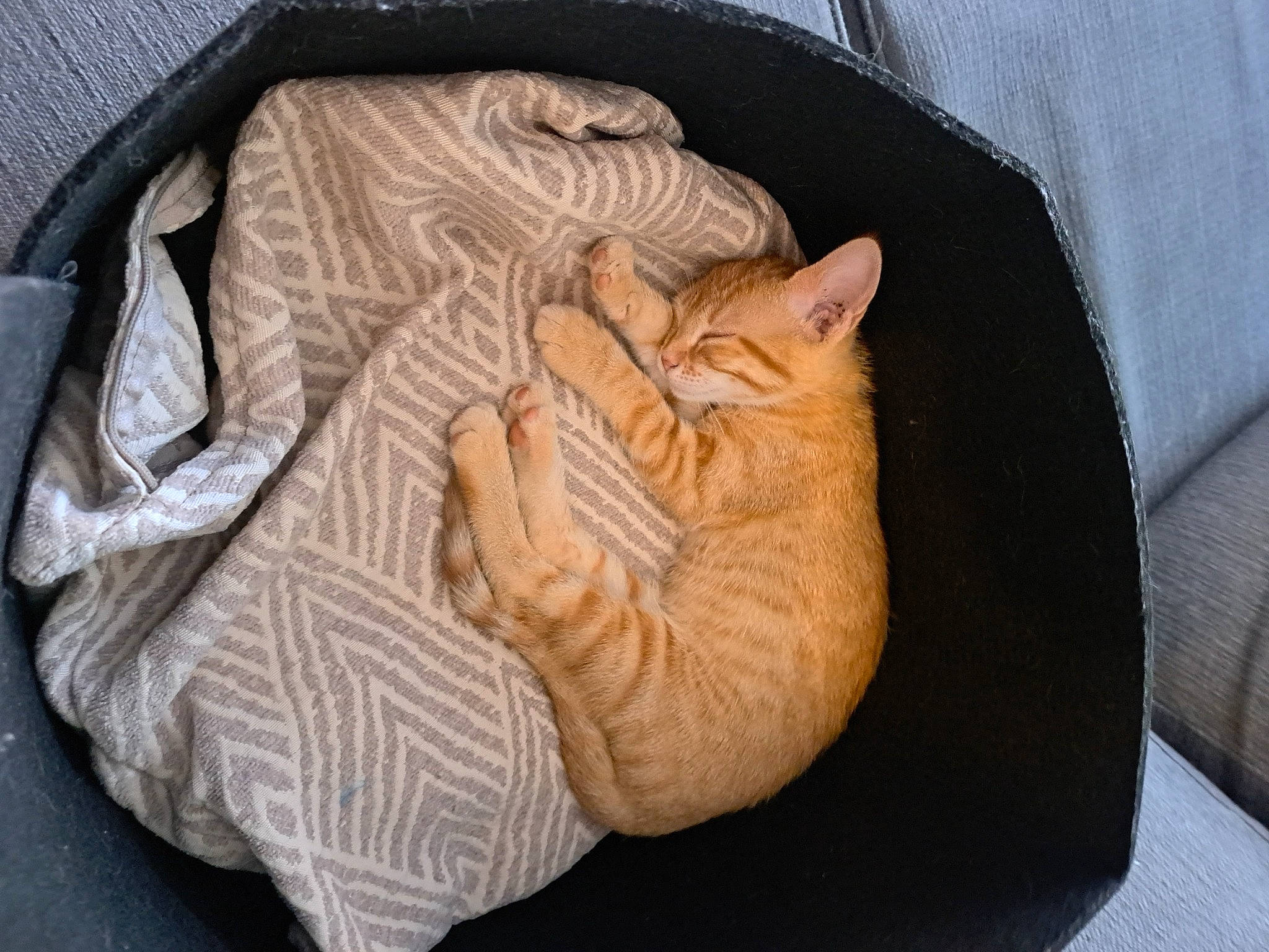 Luna a rejoint le concours — aidez-le/la à gagner de superbes lots ! bag, bean_bag, carnivore, cat, cat_bed, cat_supply, comfort, couch, domestic_short_haired_cat, felidae, fur, grey, linens, nap, plant, small_to_medium_sized_cats, textile, whiskers, wood, wool