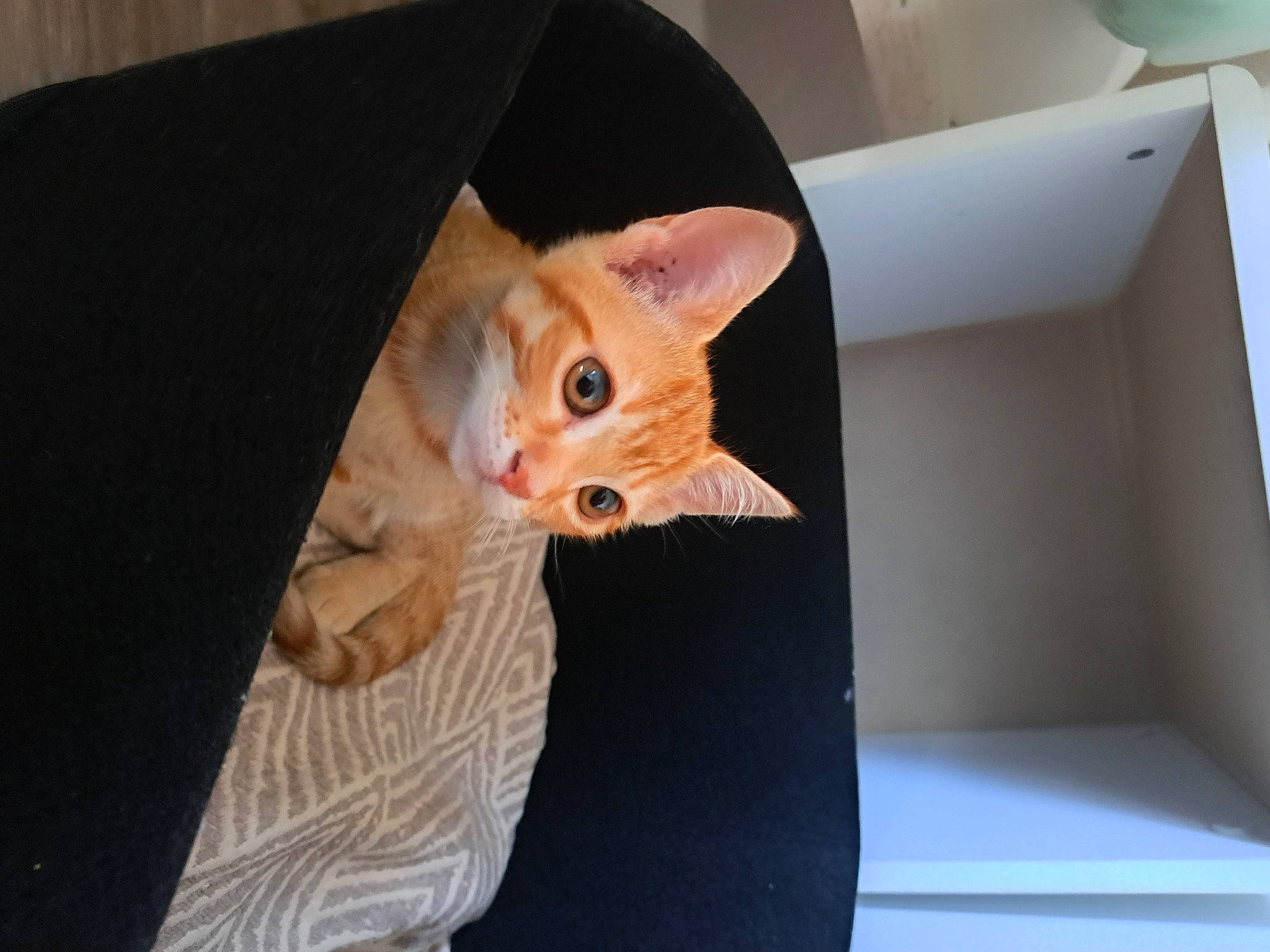 Luna participe au concours pour gagner de l'argent avec cette photo : box, carnivore, cat, claw, comfort, domestic_short_haired_cat, eye, fawn, felidae, foot, fur, paw, peach, room, shipping_box, small_to_medium_sized_cats, snout, tail, whiskers, wood