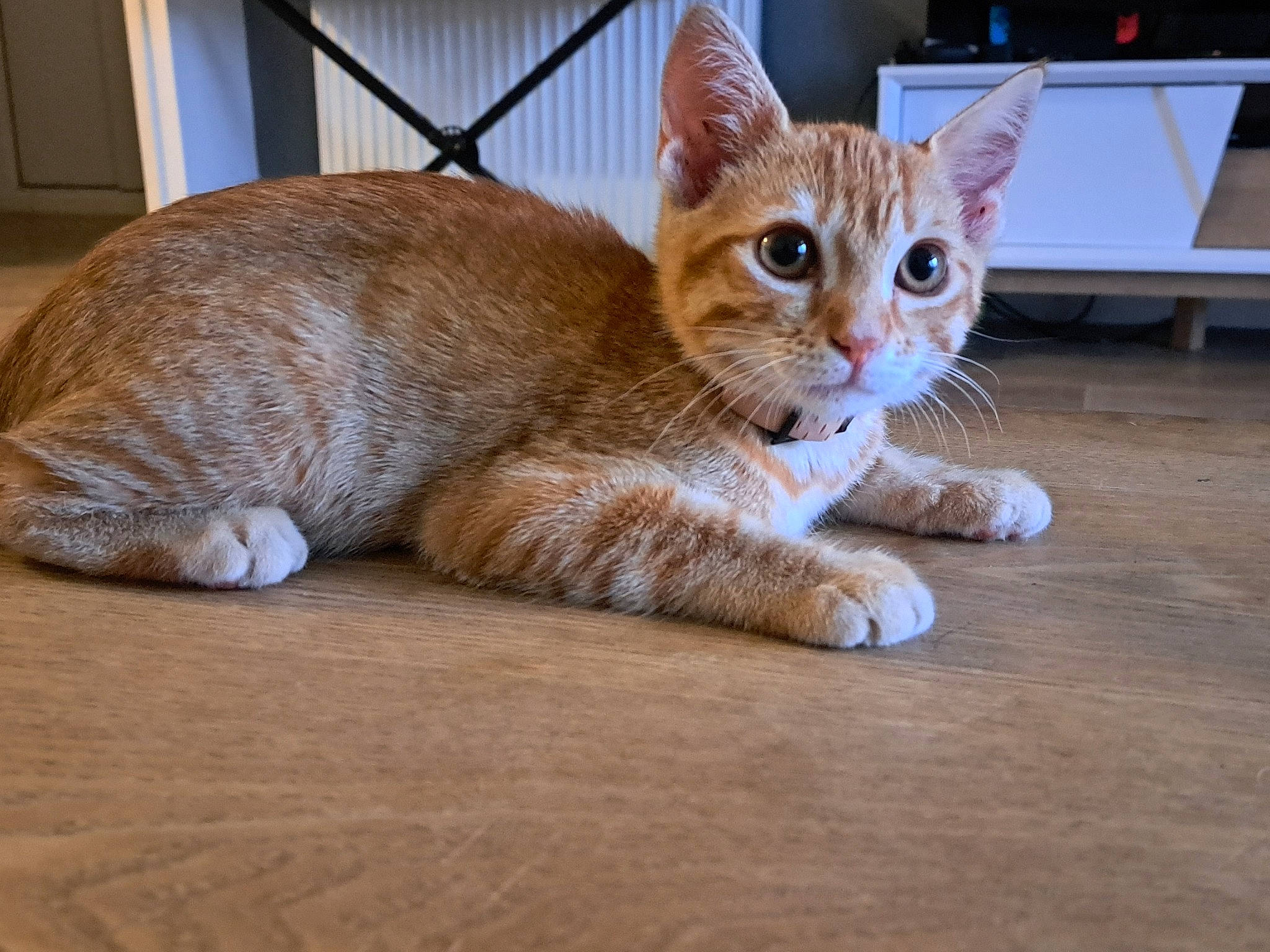 Luna a rejoint le concours — aidez-le/la à gagner de superbes lots ! carnivore, cat, claw, comfort, domestic_short_haired_cat, fawn, felidae, flooring, foot, fur, hardwood, paw, pet_supply, small_to_medium_sized_cats, snout, tail, terrestrial_animal, whiskers, window, wood