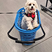 Velours participe au concours pour gagner de l'argent avec cette photo : animal, basket, bicycle, cute, dog, floor, furniture, indoor, leash, pet, playful, red_harness, retail, shop, shopping_basket, small_dog, standing, store, wheels, white_dog