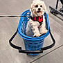 animal, basket, bicycle, cute, dog, floor, furniture, indoor, leash, pet, playful, red_harness, retail, shop, shopping_basket, small_dog, standing, store, wheels, white_dog