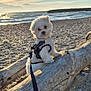 Velours a rejoint le concours — aidez-le/la à gagner de superbes lots ! dog, beach, sunset, ocean, waves, driftwood, sand, leash, harness, cloudy_sky, pet, outdoor, animal, cute, fluffy, nature, seaside, daylight, small_dog, portrait